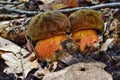 Edible boletus luridiformis mushroom