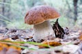 Edible boletus mushroom