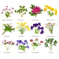 Edible British Flower and Wildflower Collection Royalty Free Stock Photo