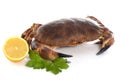 Edible brown crab