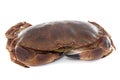 Edible brown crab