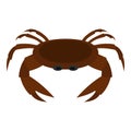 Edible brown crab icon isolated