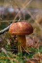 Edible brown fungus in the forest during autumn season. Bay bolete mushroom found during the mushroom picking season