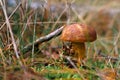 Edible Brown Mushroom In The Autumn Forest Next To A Stick And Grass. Bay Bolete Fungus Found During The Mushroom Picking Season