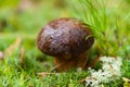 Edible brown mushroom closeup in forest
