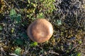 Edible brown mushroom