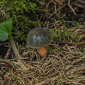 Edible brown mushroom in green summer forest