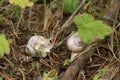 Edible burgundi snails, Helix pomatia