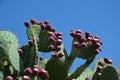 edible cacti, Opuntia is a sacred plant in Mexico