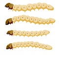 Edible caterpillar. White insect larva. Source of animal protein. Royalty Free Stock Photo