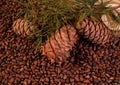 Edible cedar pine cones and nuts with pine tree branches. Royalty Free Stock Photo