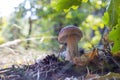 Edible cep mushroom grows under oak leaves Royalty Free Stock Photo