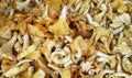 Edible Chanterelle mushrooms close-up
