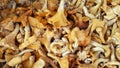 Edible Chanterelle mushrooms close-up