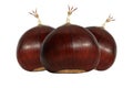 Edible chestnuts Royalty Free Stock Photo