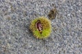 Edible chestnuts in the open peel with thorns
