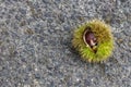 Edible chestnuts in an open peel with spikes on the road