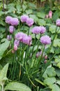 Edible Chives flowers in mixed border. Culinary herb.