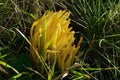 Edible closeup yellow coral mushroom tastes like moss and rot, Ramaria flava, changle