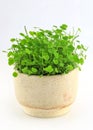 Edible Clover Microgreen Plants Growing on white background. Royalty Free Stock Photo