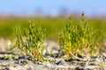 Edible Common glassworth on saltmarsh