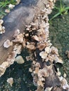 Edible common white split gill fungus Royalty Free Stock Photo