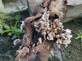 Edible common white split gill fungus Royalty Free Stock Photo