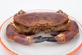 Edible crab ( cancer pagurus )