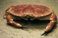 Edible Crab, cancer pagurus, Adult