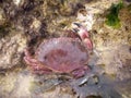 Edible crab Royalty Free Stock Photo