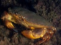 Edible crab, Cancer pagurus. Orkney, Scotland