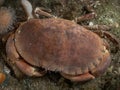 Edible crab on a dark scottish reef.