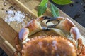 Edible crab on the kitchen board