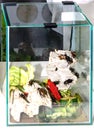 Edible cricket bugs inside aquarium Royalty Free Stock Photo