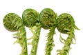 Edible delicious fern rolls from ostrich fern