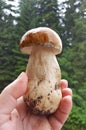 Edible, delicious mushroom boletus, found in the mountains of Bulgaria