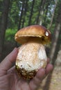 Edible, delicious mushroom boletus, found in the mountains of Bulgaria