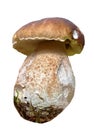 Edible, delicious mushroom boletus, found in the mountains of Bulgaria