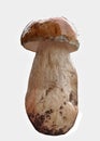 Edible, delicious mushroom boletus, found in the mountains of Bulgaria
