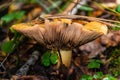 Edible and delicious Wild Mushrooms in the ground of the wood