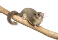 Edible dormouse on a branch Royalty Free Stock Photo