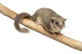 Edible dormouse on a branch