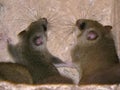 Edible dormouse or fat dormouse in a church wall niche.