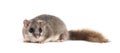 Edible Dormouse or Fat Dormouse, Glis glis Royalty Free Stock Photo