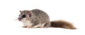 Edible Dormouse or Fat Dormouse, Glis glis