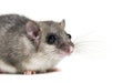 Edible Dormouse or Fat Dormouse, Glis glis Royalty Free Stock Photo