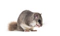 Edible Dormouse or Fat Dormouse, Glis glis, grooming