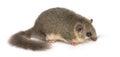 Edible dormouse Royalty Free Stock Photo