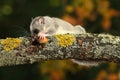Edible Dormouse, Glis glis eats acorn on the branch