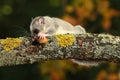 Edible Dormouse, Glis glis eats acorn on the branch Royalty Free Stock Photo